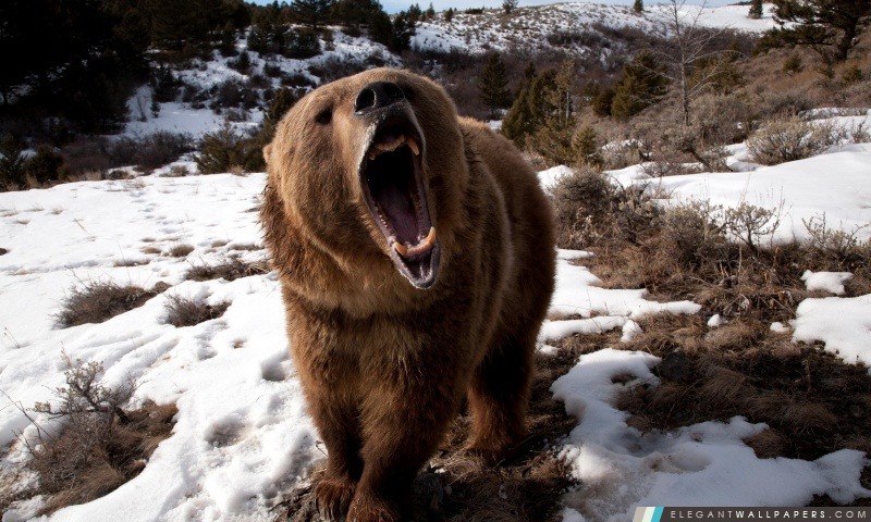 Brown Bear Roaring, Arrière-plans HD à télécharger
