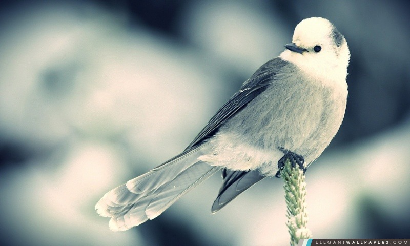 Blanc Little Bird, Arrière-plans HD à télécharger