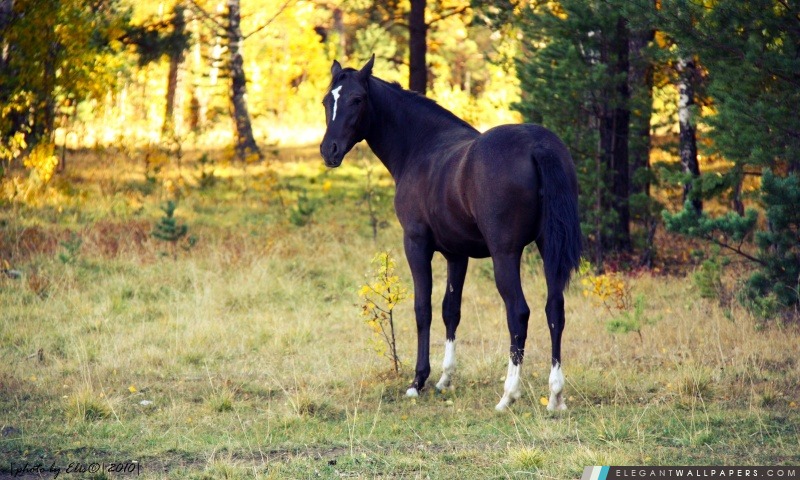 Black Horse, Arrière-plans HD à télécharger