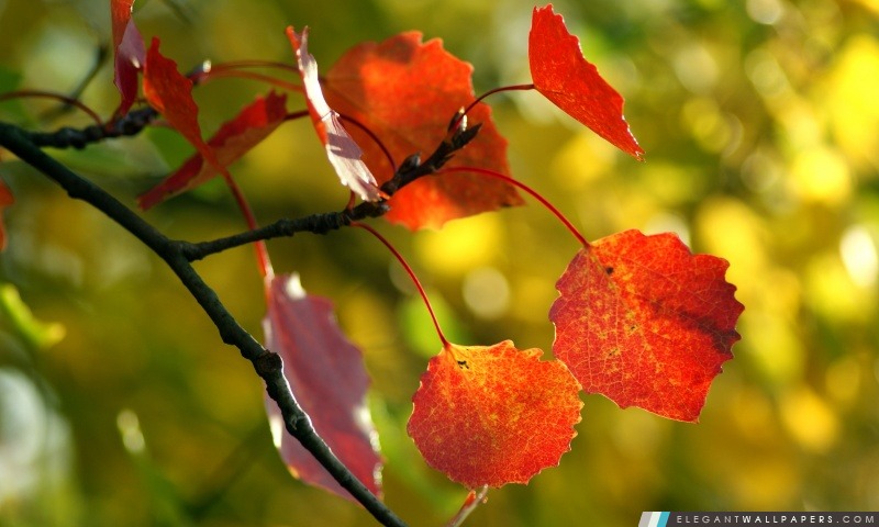 Red Autumn Leaves, Arrière-plans HD à télécharger