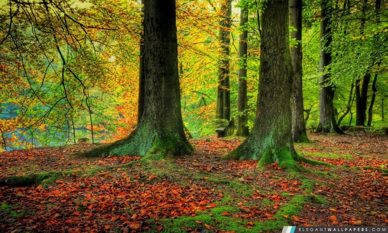 Troncs d'arbres, automne, Arrière-plans HD à télécharger