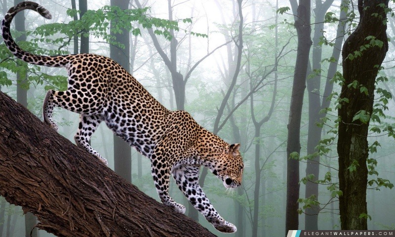 Léopard dans la jungle, Arrière-plans HD à télécharger