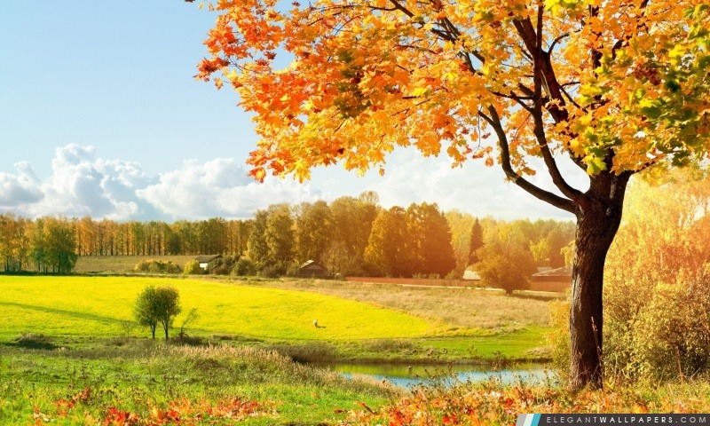 Une belle vue sur les arbres d'automne coloré, Arrière-plans HD à télécharger