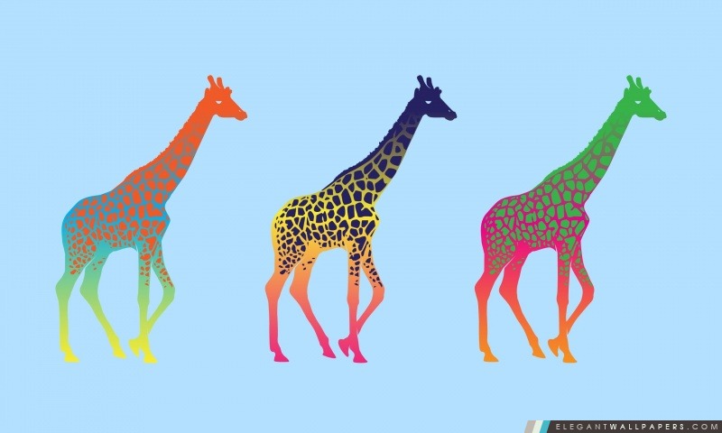 Girafes, Arrière-plans HD à télécharger