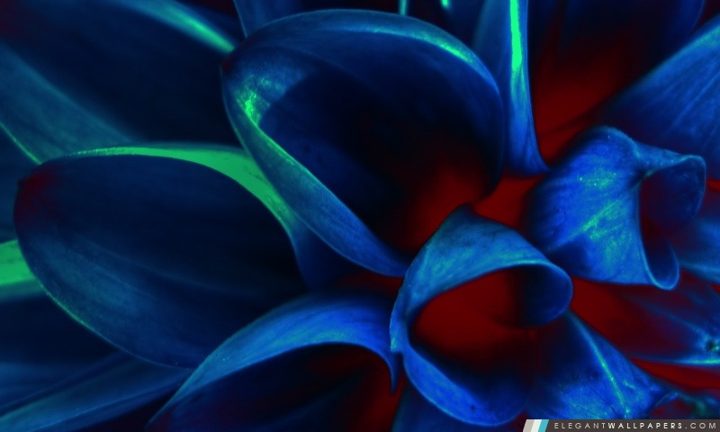 Bleu de pétales de fleur, Macro, Arrière-plans HD à télécharger