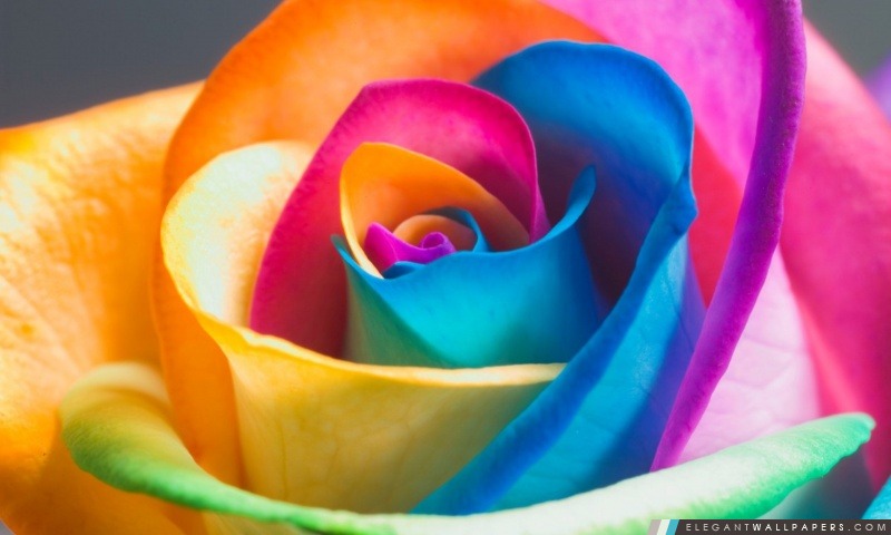 Rainbow Rose Macro, Arrière-plans HD à télécharger