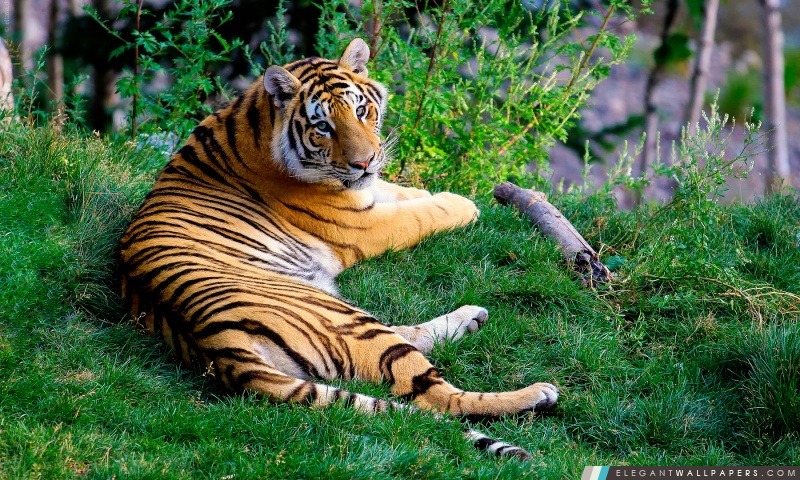 Tiger repos sur l'herbe verte, Arrière-plans HD à télécharger