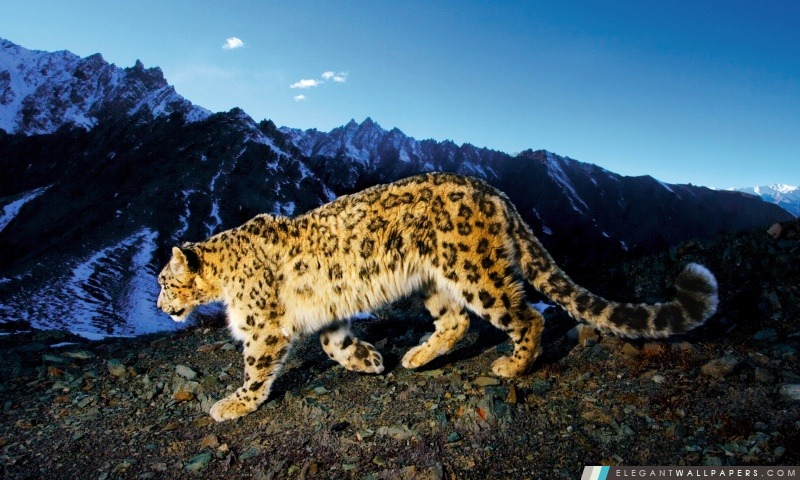 Snow Leopard Prowl, Arrière-plans HD à télécharger