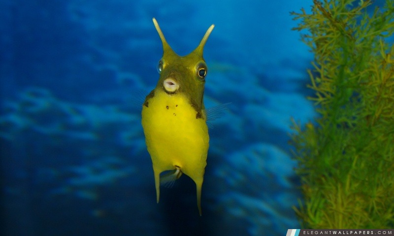 Créature de la mer drôle, Arrière-plans HD à télécharger