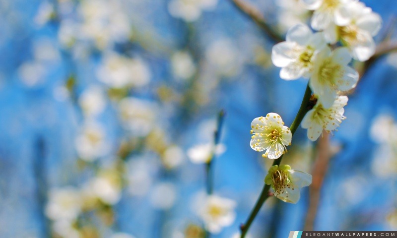 Blanc Plum Blossom, Arrière-plans HD à télécharger