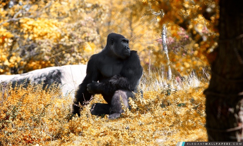 Noir Gorille automne, Arrière-plans HD à télécharger