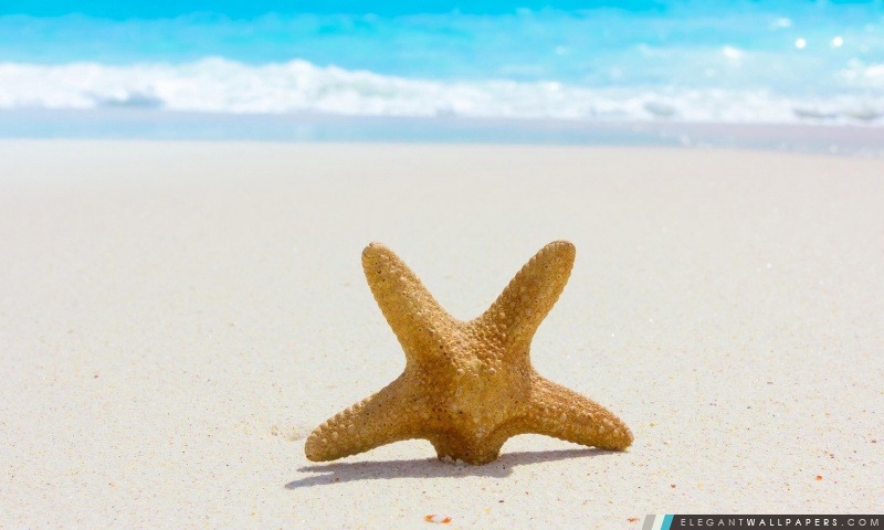 Starfish And Sand, Arrière-plans HD à télécharger