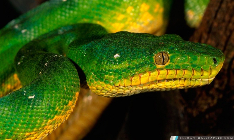 Serpent vert, Arrière-plans HD à télécharger