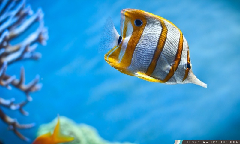 Yellow Fish, Arrière-plans HD à télécharger