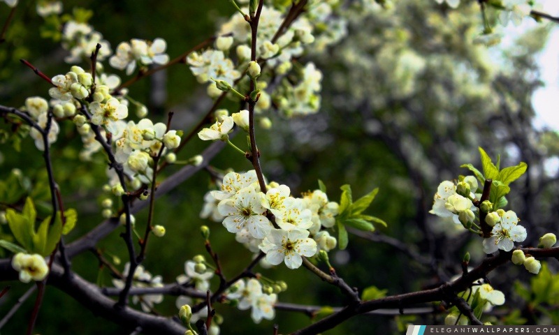 Blanc cerise Fleurs de printemps, Arrière-plans HD à télécharger