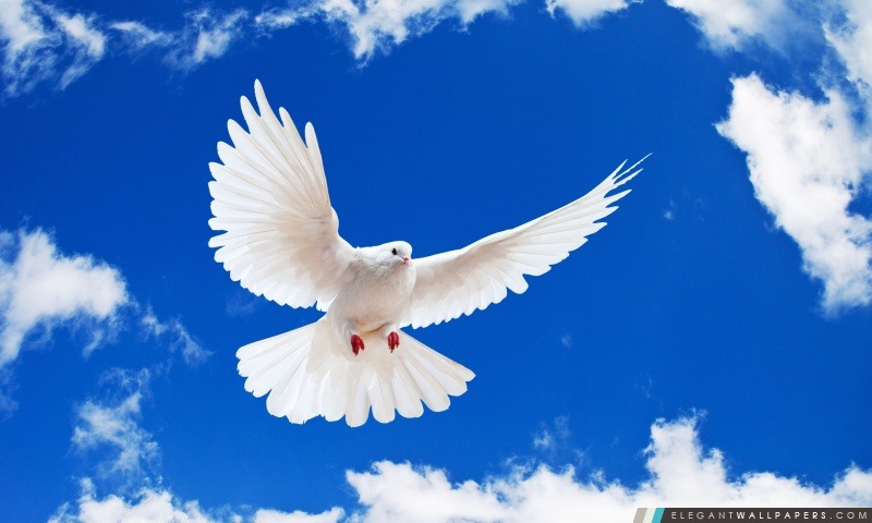 White Dove, Arrière-plans HD à télécharger