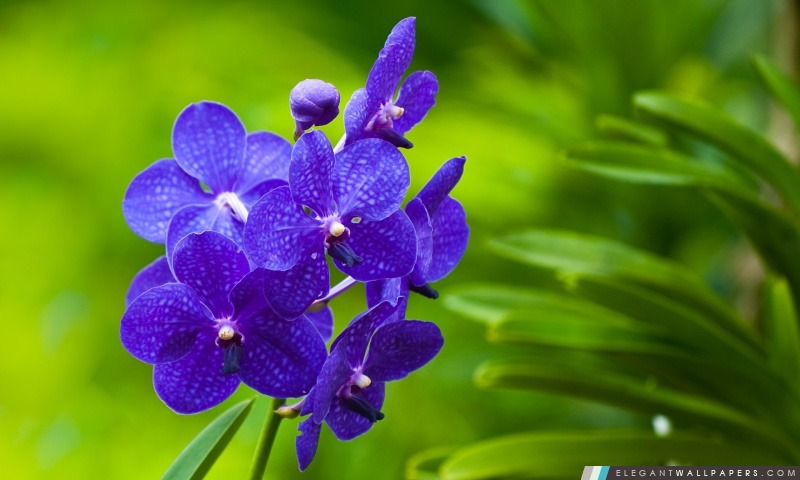 Blue Orchids, Arrière-plans HD à télécharger