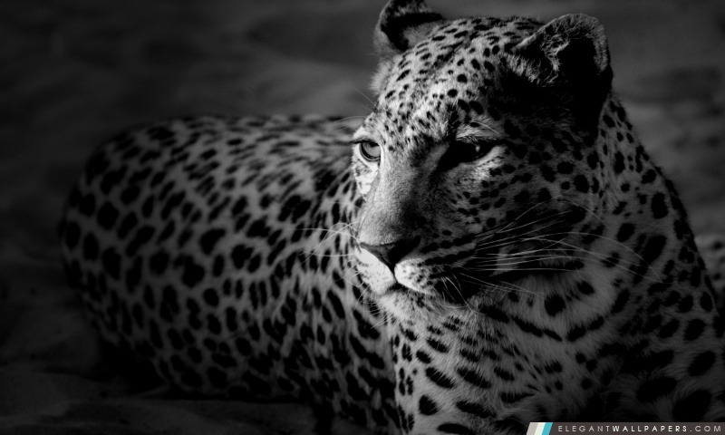 Jaguar noir et blanc, Arrière-plans HD à télécharger