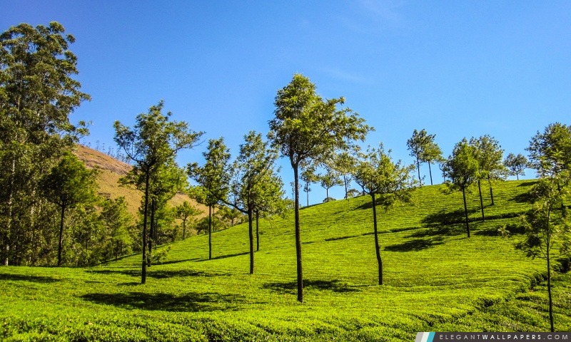 Munnar Hills, Arrière-plans HD à télécharger