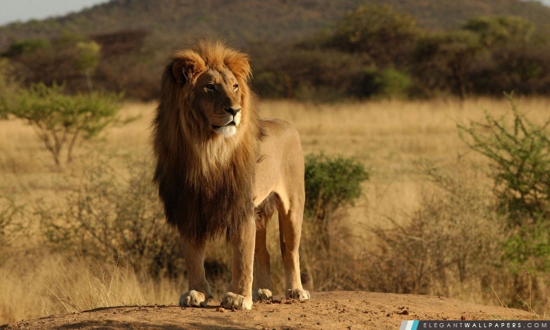Homme Lion, Arrière-plans HD à télécharger