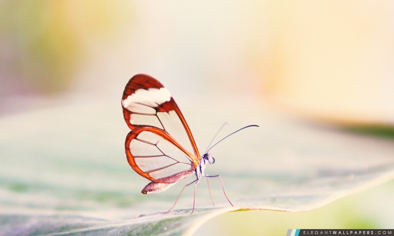 Ailes de papillon transparent, Arrière-plans HD à télécharger
