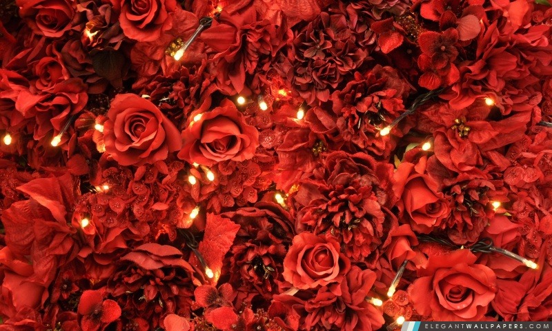 Roses rouges Lumières, Arrière-plans HD à télécharger