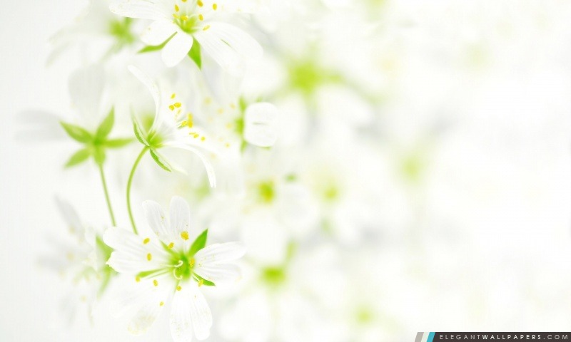 Flou Fleurs blanches, Arrière-plans HD à télécharger