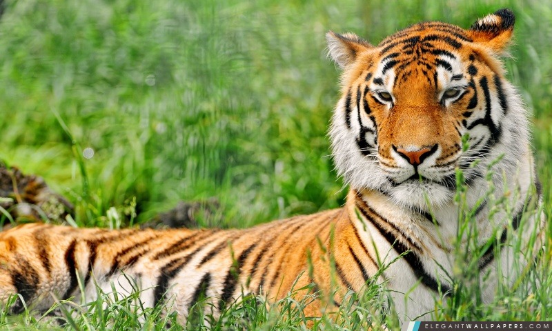 Tiger repos, Arrière-plans HD à télécharger
