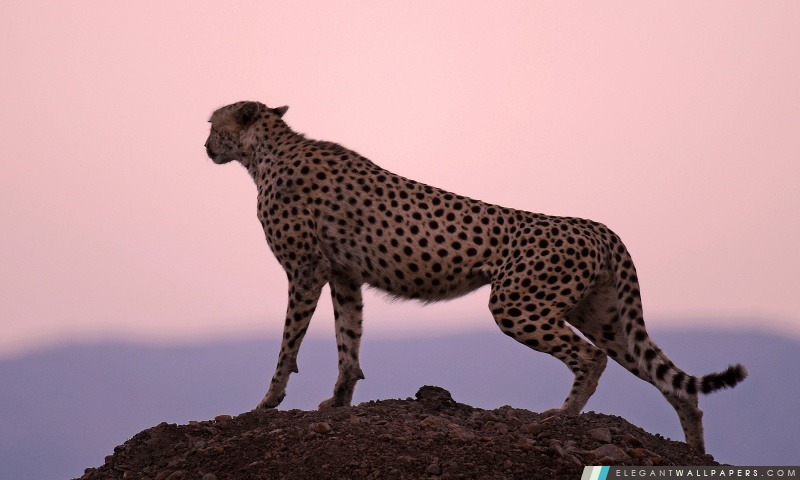Cheetah Habitat, Arrière-plans HD à télécharger