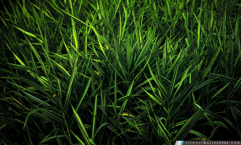 Green Grass, Arrière-plans HD à télécharger