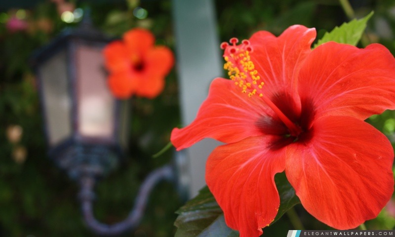 Fleurs d'Hibiscus, Arrière-plans HD à télécharger