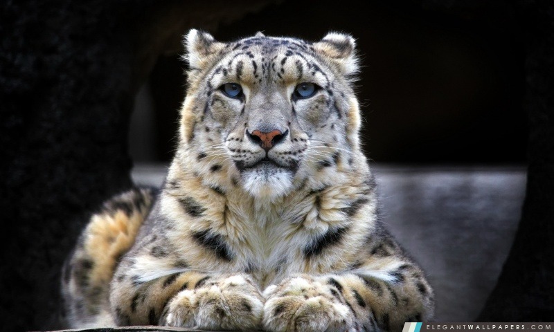 Snow Leopard assis sur un rocher, Arrière-plans HD à télécharger