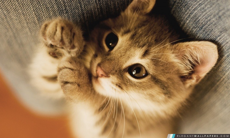 Cute Kitten Lazy, Arrière-plans HD à télécharger