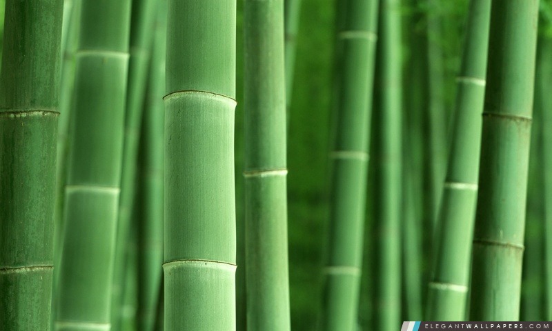 Bamboo Green, Arrière-plans HD à télécharger