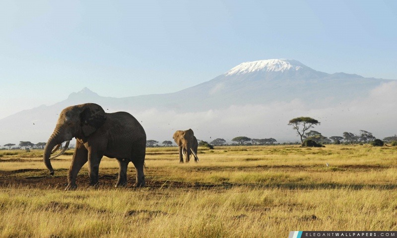 Les éléphants d'Afrique, Arrière-plans HD à télécharger
