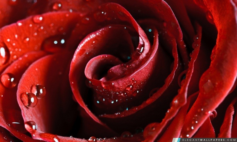 Belle Scarlet Rose, Arrière-plans HD à télécharger