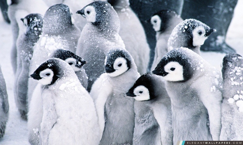 Bébé Penguins, Arrière-plans HD à télécharger