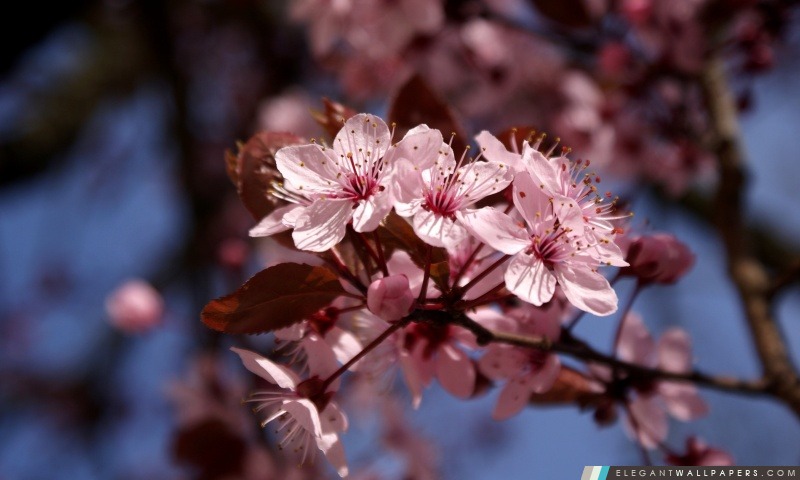 Fleurs de cerisier, Arrière-plans HD à télécharger