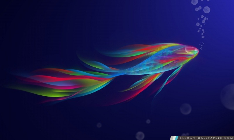 Colorful poissons Betta, Arrière-plans HD à télécharger