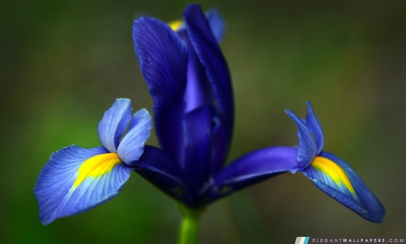 Fleur d'iris, Arrière-plans HD à télécharger
