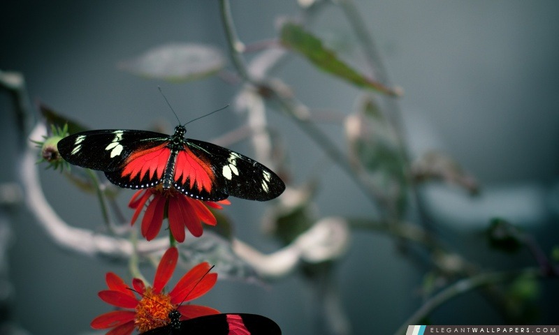 Papillon noir, Arrière-plans HD à télécharger