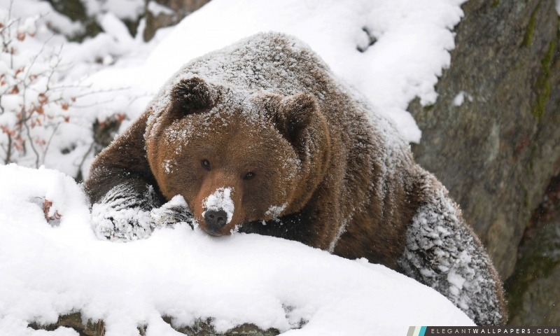 Grizzly Bear dans la neige, Arrière-plans HD à télécharger
