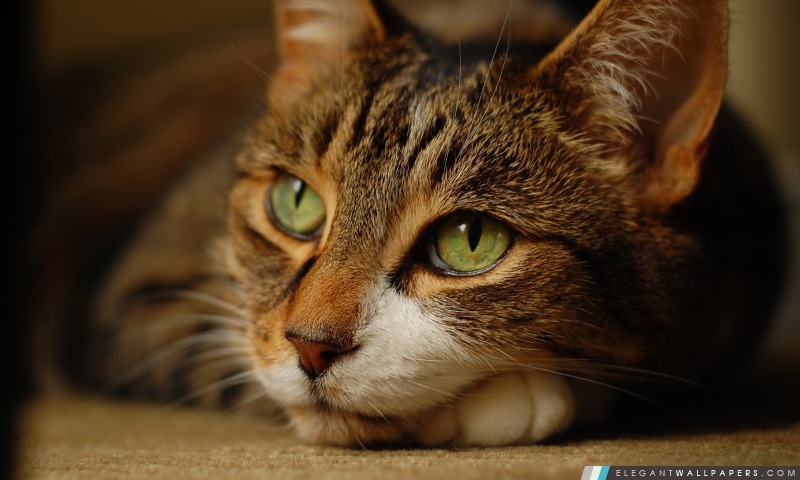 Cat Rêver, Arrière-plans HD à télécharger