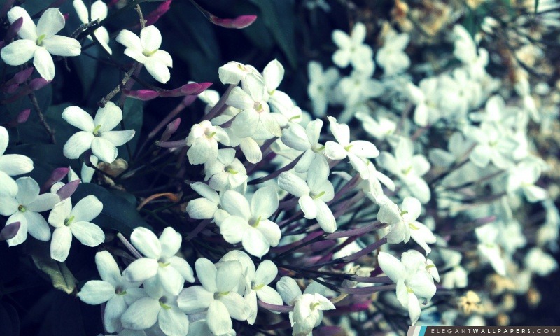 Petites fleurs blanches, Arrière-plans HD à télécharger