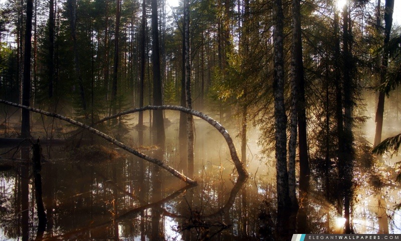 Marais et forêt Morning Mist, Arrière-plans HD à télécharger