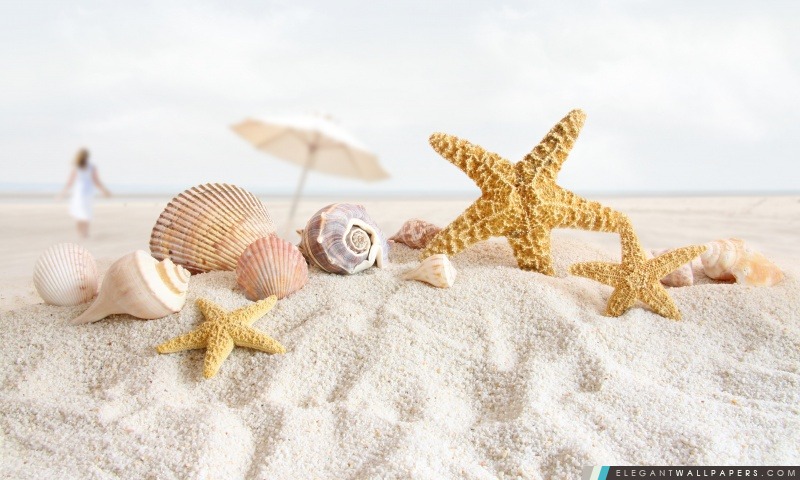 Coquillages et étoiles de mer sur la plage, Arrière-plans HD à télécharger