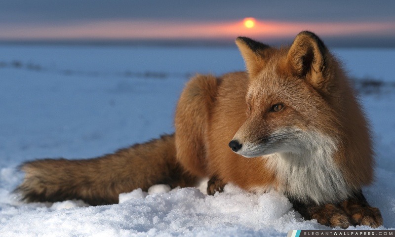 Ice Fox, Arrière-plans HD à télécharger