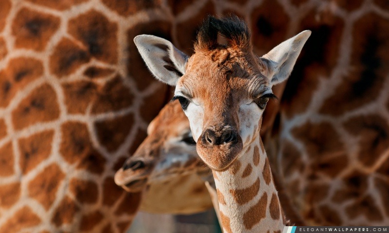Jeune girafe, Arrière-plans HD à télécharger