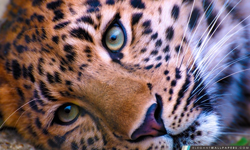 Visage de léopard, Arrière-plans HD à télécharger