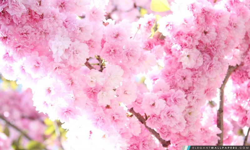 Prunus Fleurs, Arrière-plans HD à télécharger